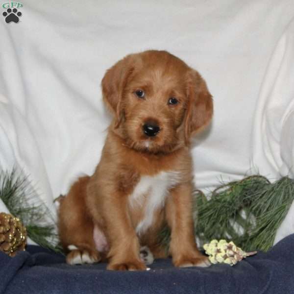 Comet, Labrador Mix Puppy